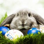 Húsvéti nyuszi tojásokkal